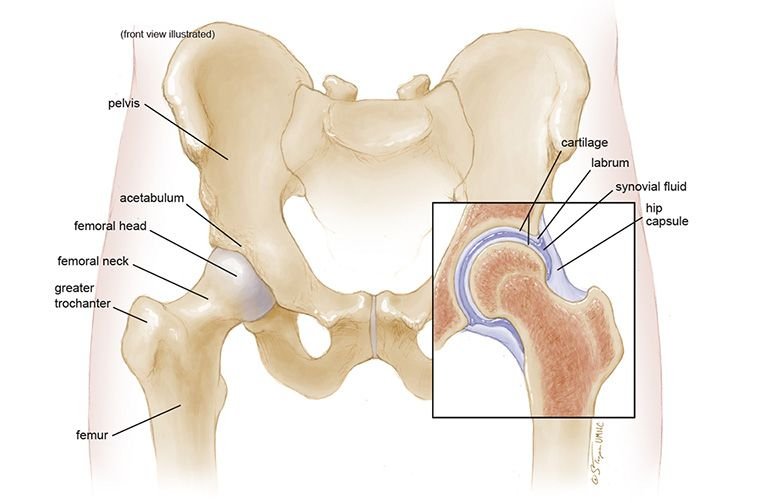 Figure showing hip joint anatomy