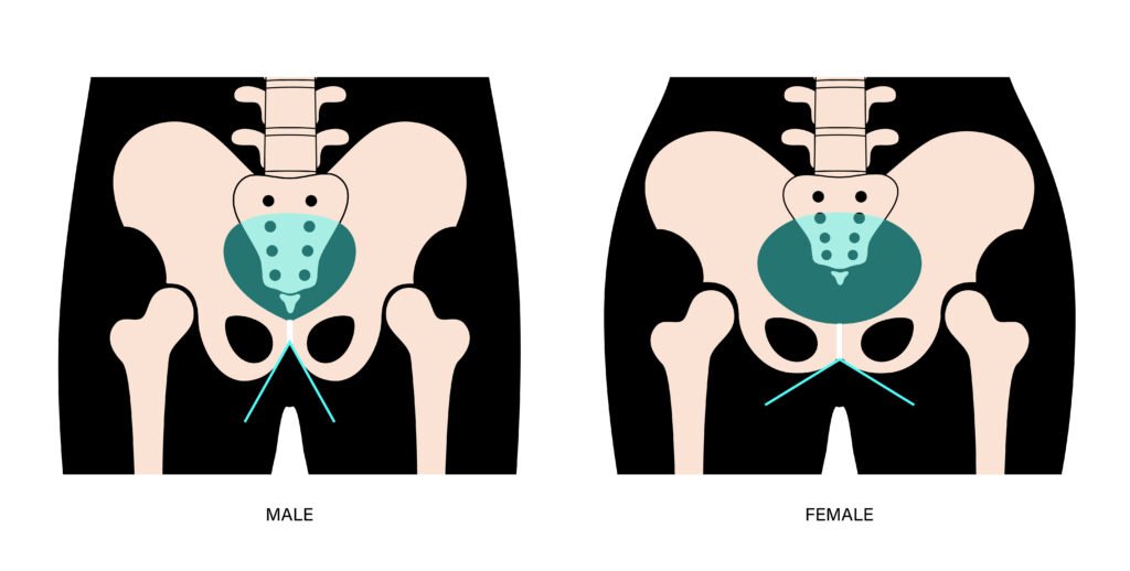 Differences between male and female hip anatomy